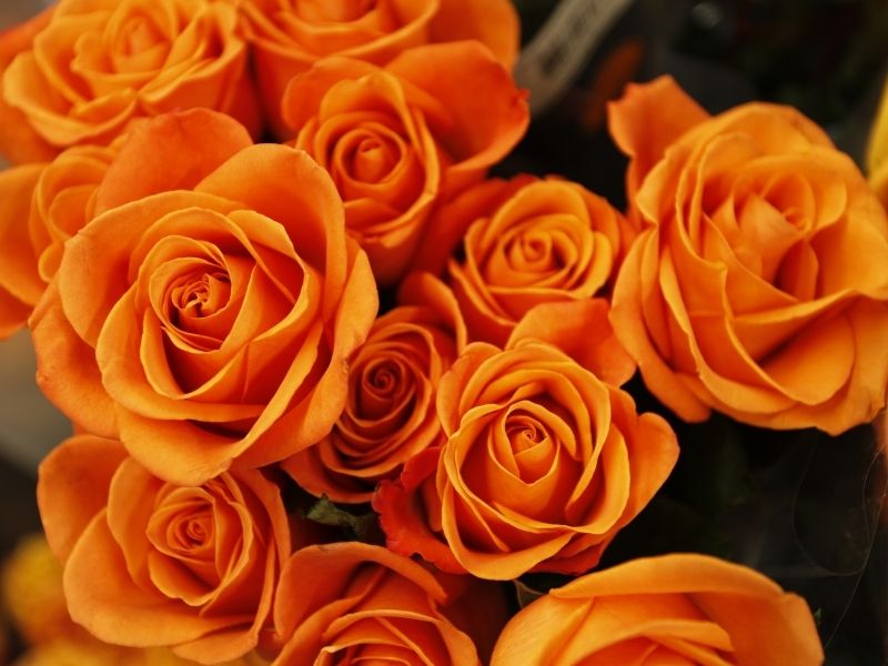 orange-flowers